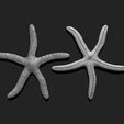 01_starfish-4-3d-print-aquarium-3d-model-obj-fbx-stl.jpg Starfish 4 - 3D Print - Aquarium - Sea Life