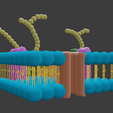 membrana-3.png CELL MEMBRANE
