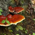 IMG_7631.jpg Ganoderma lucidum - Reishi (mushroom)