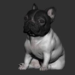 28.jpg STL-Datei Bulldogge Französisch herunterladen • 3D-druckbares Design, felipeleite