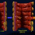 ps6.jpg 3D Angiogenesis NEW BLOOD VESSEL FORMATION