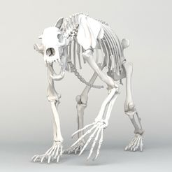 Grizzly_Bear_Skeleton_3-1.jpeg Grizzly Bear Skeleton 3D model