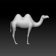 camel2.jpg Bactrian camel