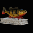 Peacock-Bass-statue-box-1-2-4.png fish Peacock bass (Cichla ocellaris) fish in motion base box for 3D printing
