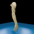 0001.png Anatomia do músculo do braço humano Modelo 3D | Estrutura realista do antebraço e da mão | Modelo de estudo anatómico