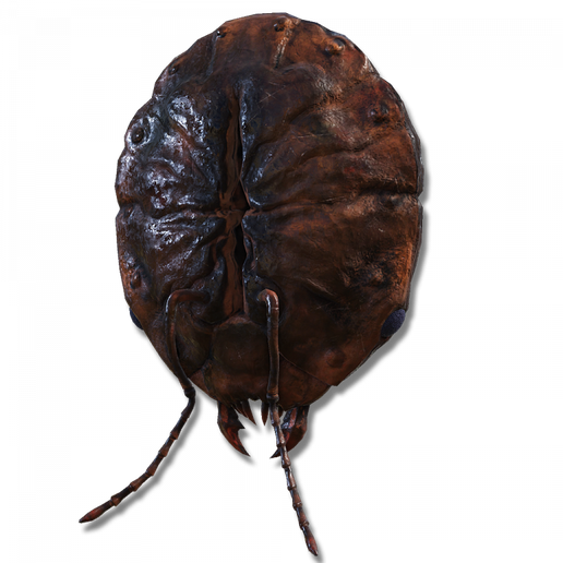 ants_skull_plate.png Ant's Skull Plate