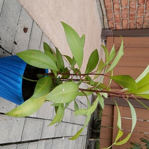 vase_one.jpg Maceta de 7" para plantas