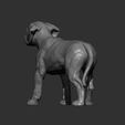 puppy-rhodesian-ridgeback-standing10.jpg puppy rhodesian ridgeback standing 3D print model