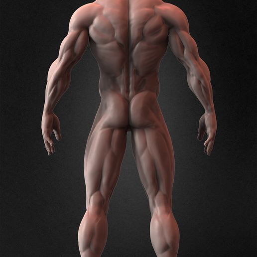💪 Muscular Basemesh Human Anatomy・ OBJ File for 3D printing・Cults