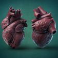 6356.jpg Файл STL Human Heart・Дизайн 3D принтера для загрузки