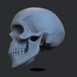 Prev.696.jpg 头骨 3D 打印模型