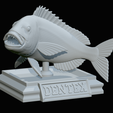 Dentex-trophy-39.png fish Common dentex / dentex dentex trophy statue detailed texture for 3d printing