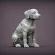 puppy-rhodesian-ridgeback-sitting5.jpg Puppy rhodesian ridgeback sitting 3D print model