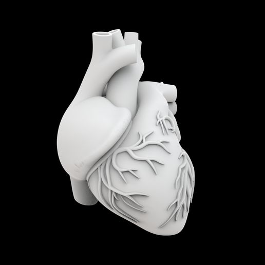 Anatomical Human Heart 3D Print Model