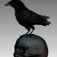32423423423.jpg bird crow