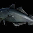 coalfish-open-mouth-statue-box-23.png COALFISH / POLLACHIUS VIRENS trophy with storage space for 3d printing