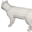 10007.jpg Cat