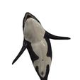 114.jpg ORCA Killer Whale Dolphin FISH sea CREATURE 3D ANIMATED RIGGED MODEL