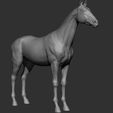 10.jpg Horse Breeds Collection