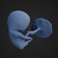 NineWeeksFetus_6.png 9 Week Fetus