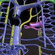 PSfinal0061.jpg Human venous system schematic 3D
