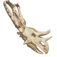 image-02.jpg CHASMOSAURUS skull