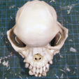8.png Pug skull
