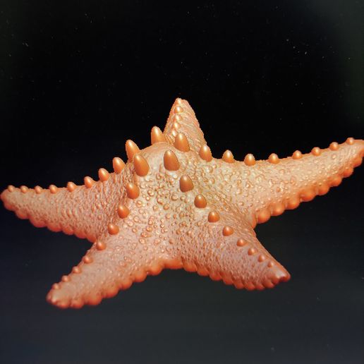 Starfish 3D model