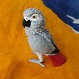 IMG_20240204_153708642_MP.jpg African Grey Parrot