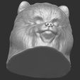 18.jpg Puppy of Pomeranian dog head for 3D printing