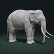 Elephant_C-0001.png Elephant