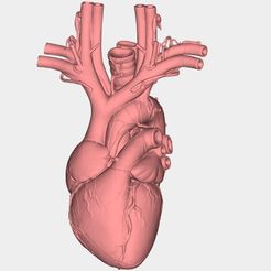 1.jpg STL file Human heart・3D printing idea to download