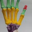 Hand-bones-7.jpg HAND BONES FOR ANATOMY STUDY