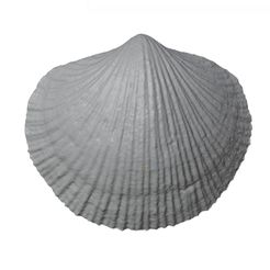 G185a.jpg STL file Ordovician brachiopod 3・3D printing template to download