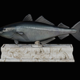 coalfish-statue-box-1-17.png fish coalfish / Pollachius virens with storage space / for 3d printing