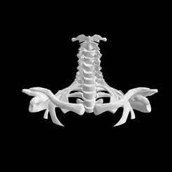 Screen-Shot-2023-02-03-at-3.02.11-PM.png Cervical Spine to Upper Rib Cage Anatomical Model for 3D printing