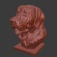 9516d908ae73ec57420202aa5b3af8c8_display_large.jpg Labrador Retriever bust (Dog head)
