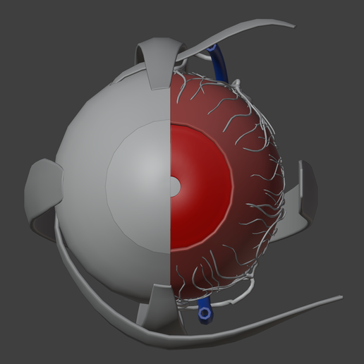 👁️ 3D Model of Human Eye Anatomy・ STL File for 3D printing・Cults