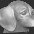 5.jpg Puppy of Dachshund dog head for 3D printing