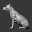 American-Staffordshire-Terrier14.jpg American Staffordshire Terrier 3D print model