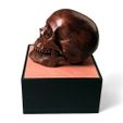 profile 500px.jpg Anatomical Human Male Skull