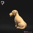 Dachshund-Wire-Haired-Pose-06-Dog-3D-Print-7s.jpeg Teckel à poil dur Pose 06
