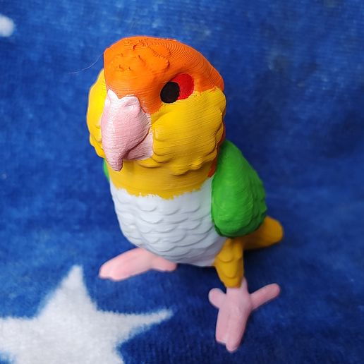 IMG_20240617_154843410.jpg Caique