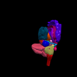 11.png.6944d1b080a47e706e813a48639a257f.png 3D Model of Human Brain - Right Hemisphere