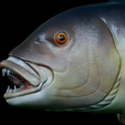 Dentex-mouth-statue-41.png fish Common dentex / dentex dentex open mouth statue detailed texture for 3d printing