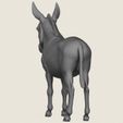 Donkey-05.jpg Donkey