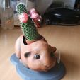 52c9c382e576298acf8243a1ac87f6c0_display_large.jpg Guinea pig flower pot - pot de fleurs cochon d'inde
