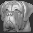 1.jpg English Mastiff head for 3D printing