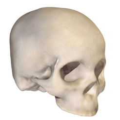 Capture d’écran 2018-05-14 à 14.33.38.png Fichier STL gratuit Homo Sapien Crâne Sapien・Objet pour impression 3D à télécharger
