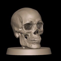 BPR_Render.jpg Realistic Human Skull